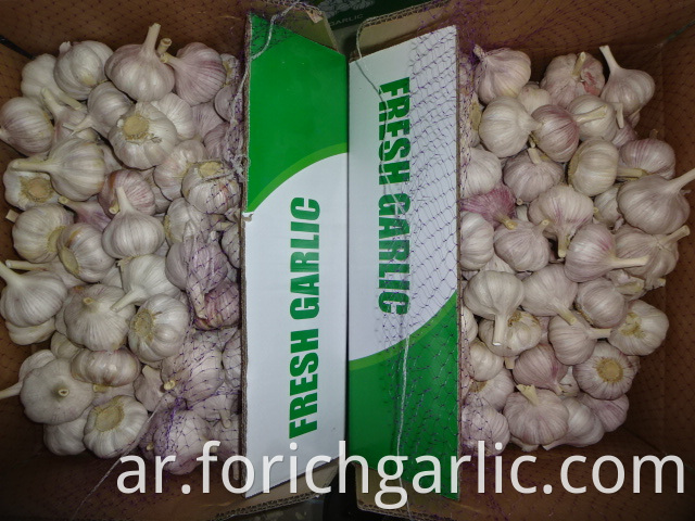 Normal Garlic Fresh Crop 2019